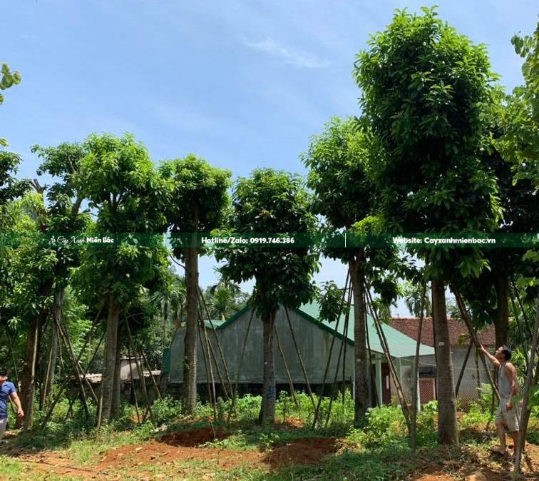 Cây ngọc kỳ lân dâm ủ tại vườn